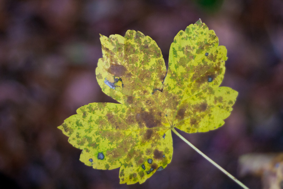 24. und 25. Oktober 2026 Herbst-Hausmesse